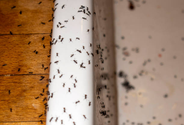 Best Spider Control Near Me  in Wildwood, FL
